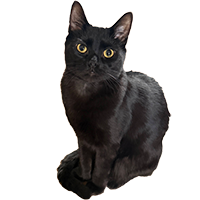 catsmall